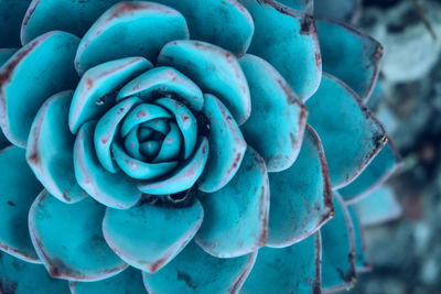 Close-up of succulent plant