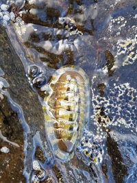 Close-up of turtle in water