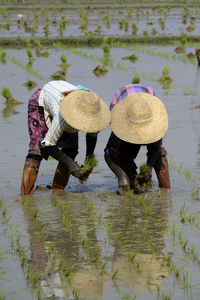 People working in rice paddy