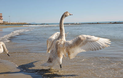 View of birds on beach