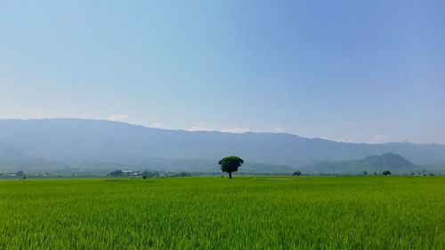 Scenic view of agricultural field against clear sky