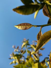 Low angle view of plant against clear blue sky