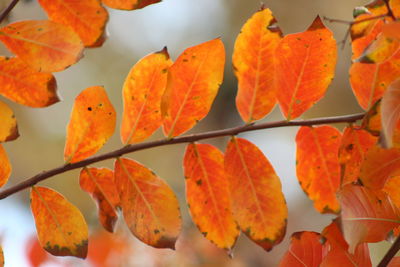 Close-up of orange leaves on plant