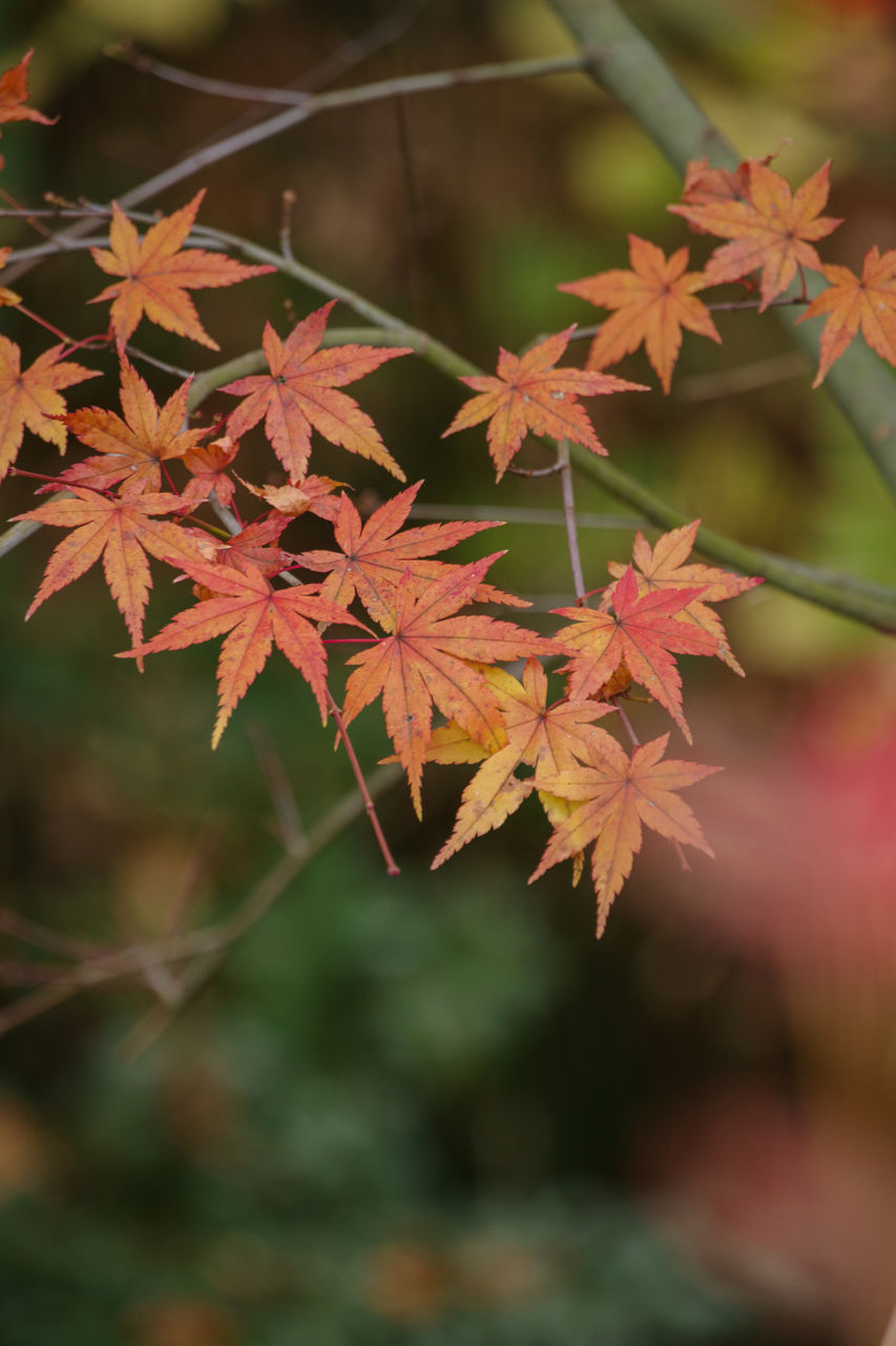 leaf, plant part, autumn, maple, nature, maple leaf, tree, plant, maple tree, beauty in nature, no people, flower, focus on foreground, close-up, outdoors, orange color, branch, day, red, land, tranquility, environment, multi colored, selective focus