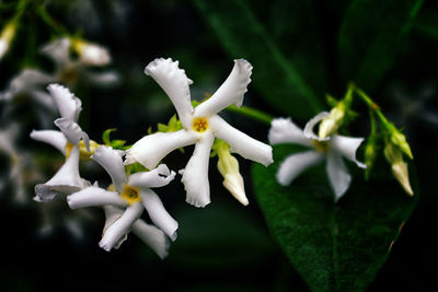 Close-up of white flowers blooming outdoors