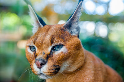 Close-up portrait of a cat