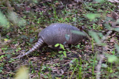 Close-up of a reptile on grass