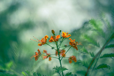 Close-up of orange flowering plant