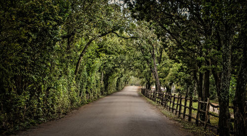 Road amidst trees