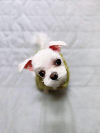 Portrait of white puppy