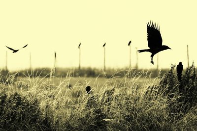 Birds flying in the sky