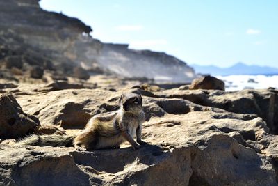 View of lizard on rock