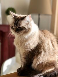 Close-up of a cat looking away