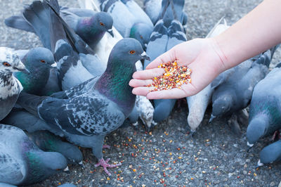 Midsection of person holding bird