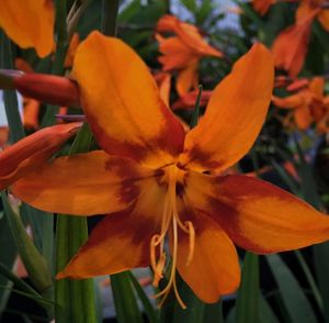 Close-up of fresh flowers