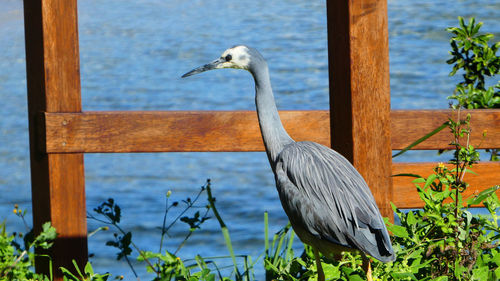 Side view of white faced heron bird out in nature 