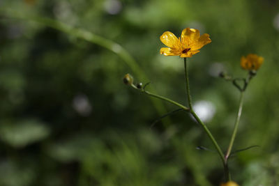 Yellow blooming flower meadow buttercup - ranunculus acris, growing in a botanical garden, lithuania