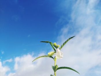 Low angle view of insect on plant against sky