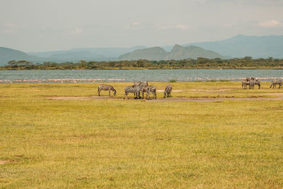 Zebras grazing with sleeping warrior hill at the at soysambu conservancy in naivasha, kenya