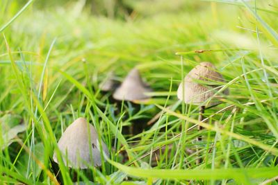 Plant growing on grassy field