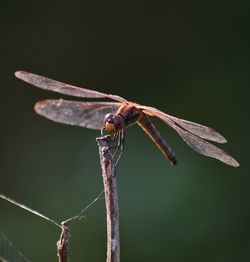 Close-up of dragonfly on twig