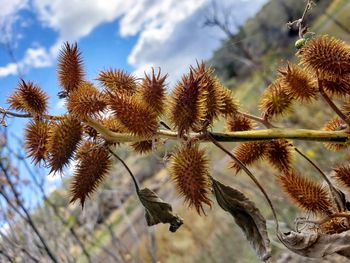 Low angle view of flowering plant against sky