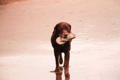 Dog standing on wet sand