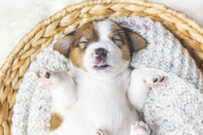 Portrait of a cute newborn jack russell terrier puppy sleeping in a basket close-up, top view. 
