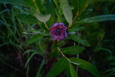 Close-up of pink flowers