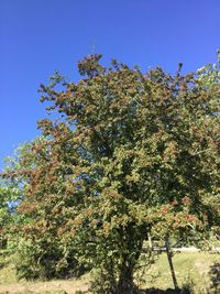 Low angle view of tree against clear sky