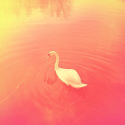 Two swimming in lake