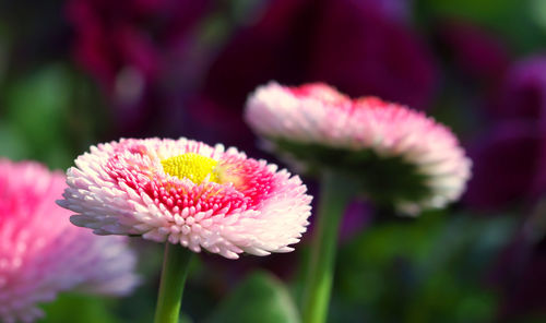 Close-up of pink daisy flowers