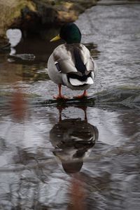 Duck on lake