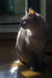 Close-up of cat sitting