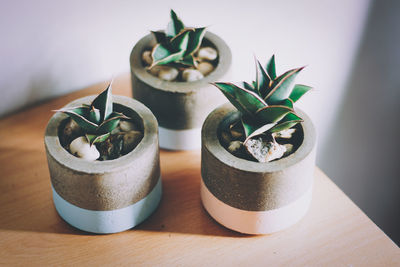 Close-up of potted plant on table