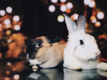 Close-up of rabbits
