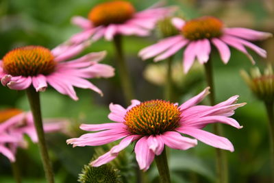 Close-up of pink flower in park