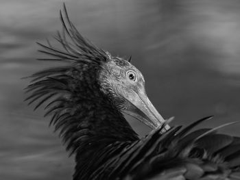 Close-up of a bird