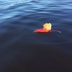 High angle view of maple leaf floating on water