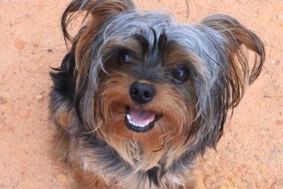 Close-up portrait of dog