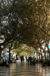 People walking on tree in city