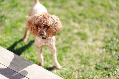 Dog standing on footpath