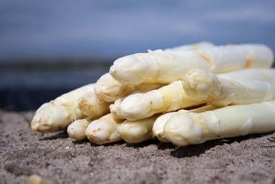 Close-up of white asparagus on sand at beach