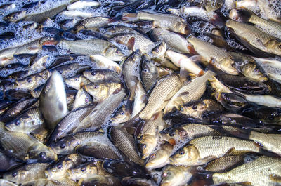 High angle view of fish for sale in market