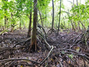 Trees in forest