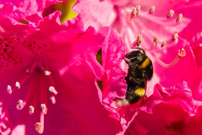 Close-up of bee pollinating on pink flower