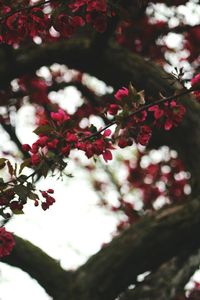 Close-up of fresh flowers on tree