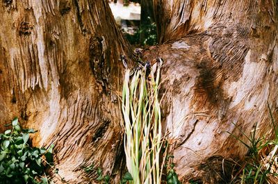 Close-up of tree trunk