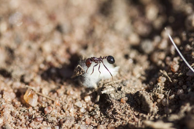 Close-up of insect