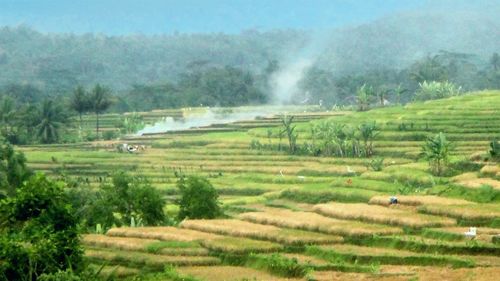 Scenic view of agricultural field